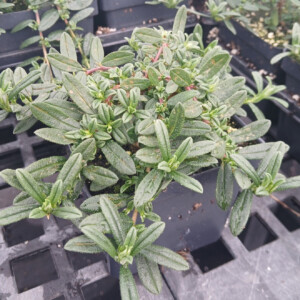 Helianthemum nummularium Cerise Queen