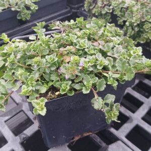 Veronica Crystal Rivers (Speedwell)