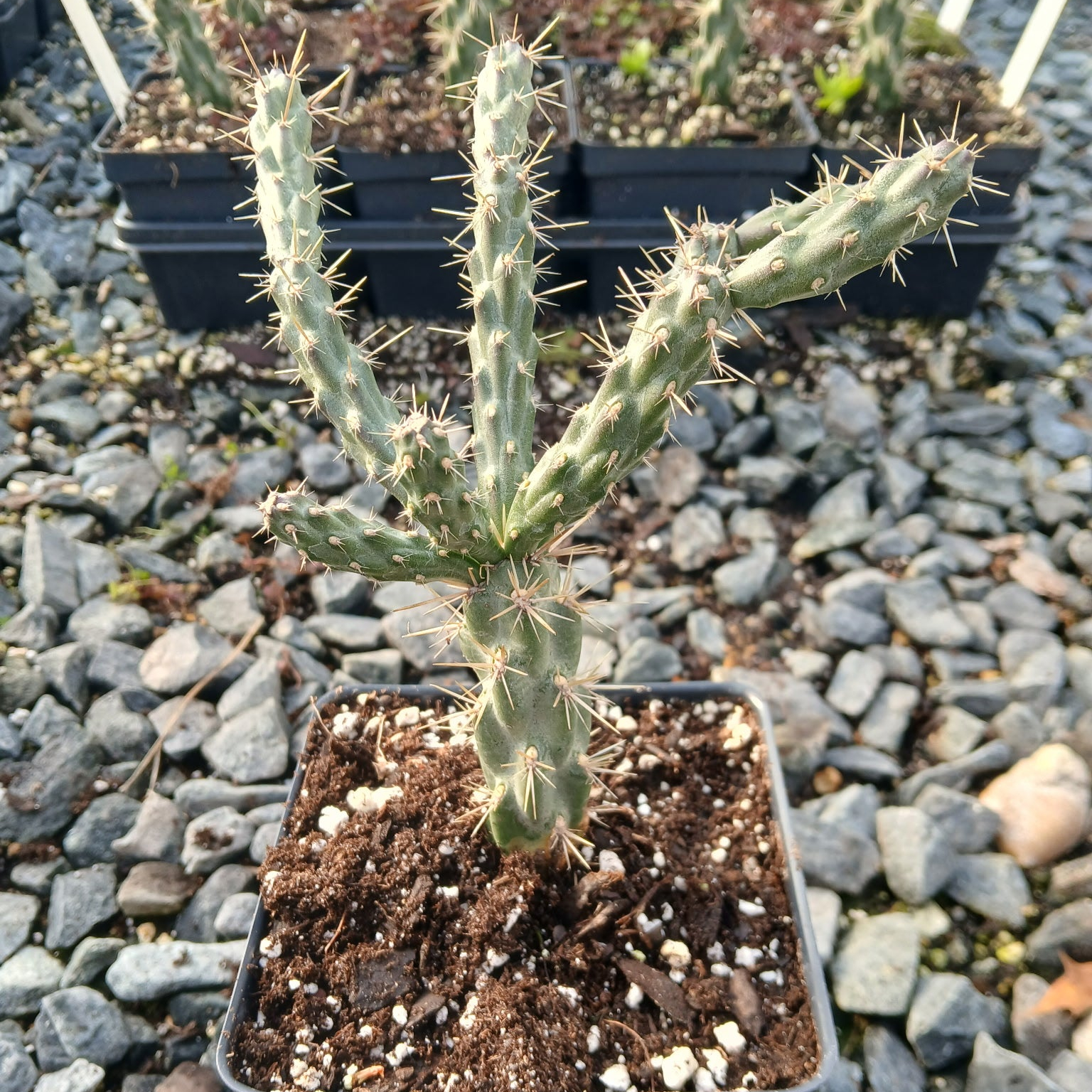 Cylindropuntia viridiflora (Rat Tail Cholla)