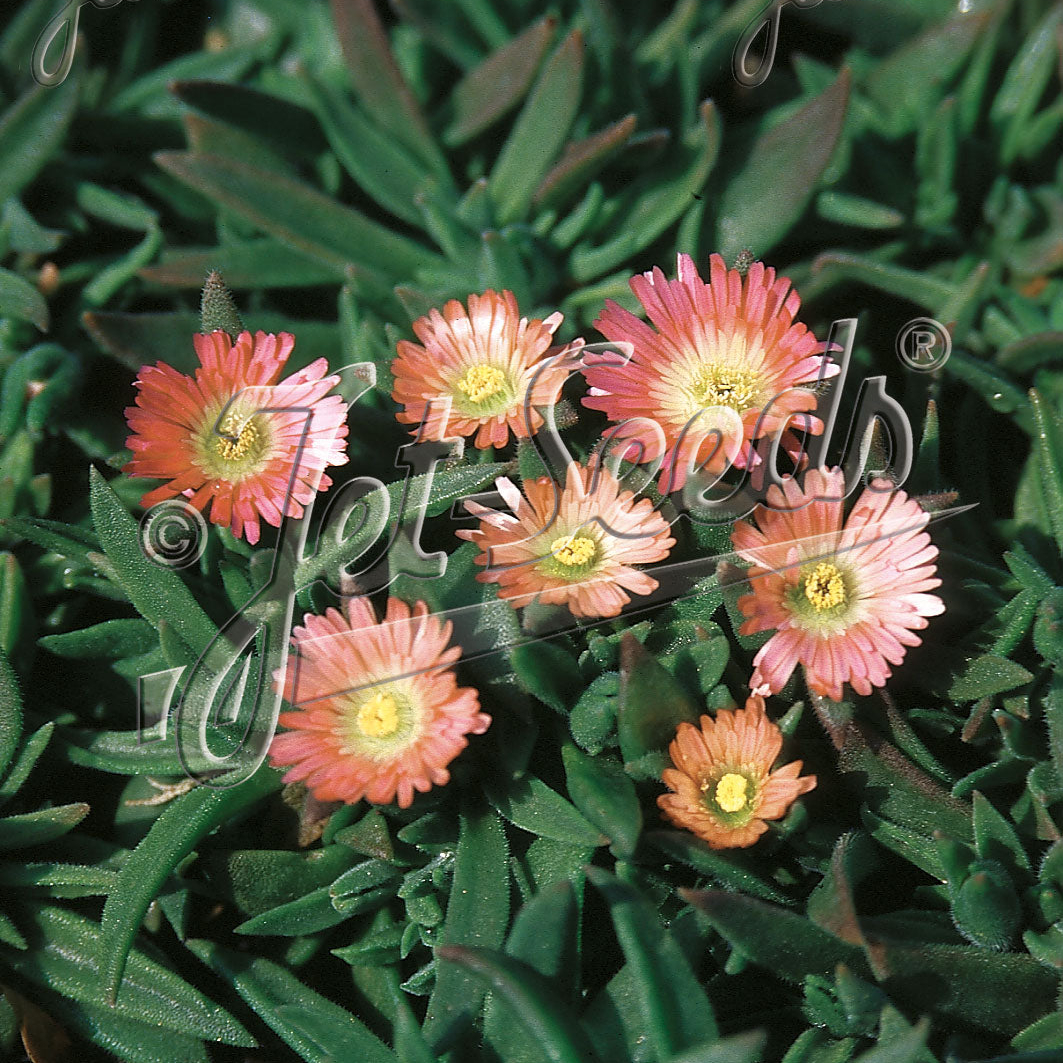 Delosperma sutherlandii Peach Star