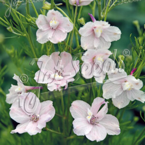 Delphinium grandiflorum Rose Butterfly