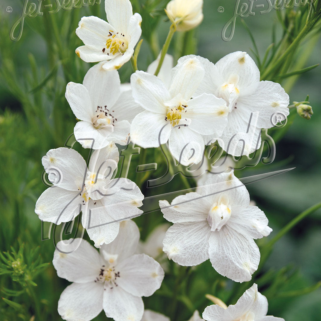 Delphinium grandiflorum White Butterfly