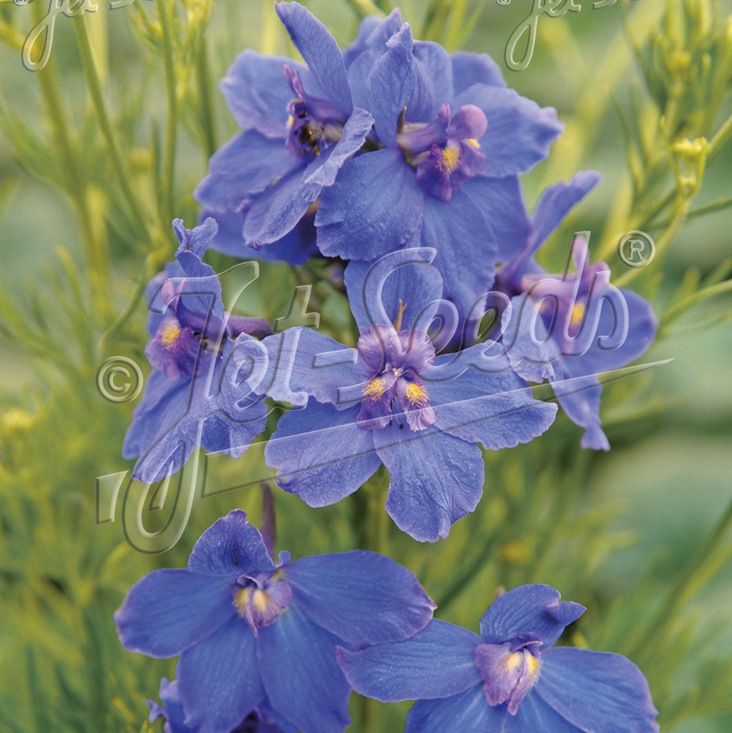 Delphinium grandiflorum Blue Butterfly