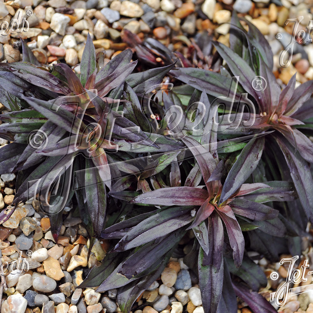 Dianthus barbatus Nigrescens (Sooty) - Image 2