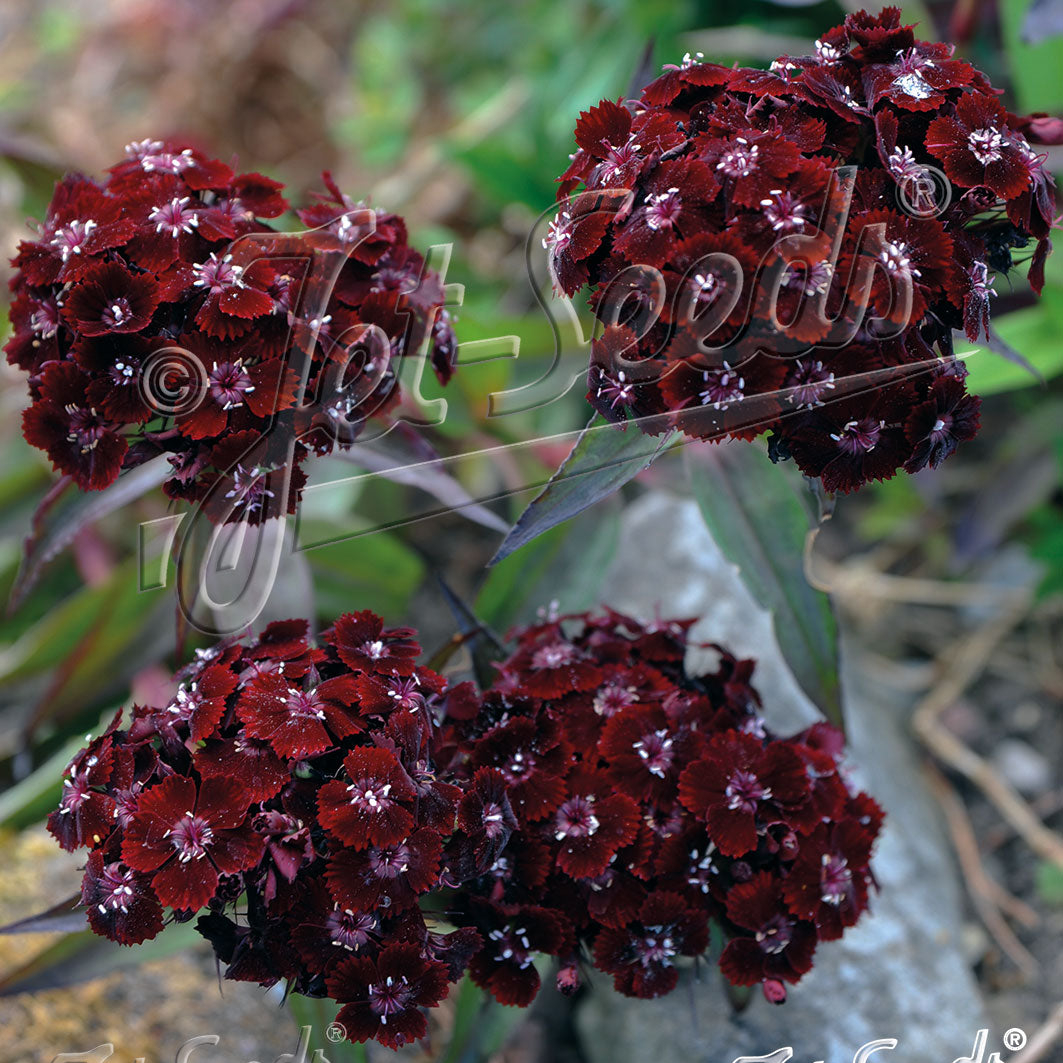 Dianthus barbatus Nigrescens (Sooty)