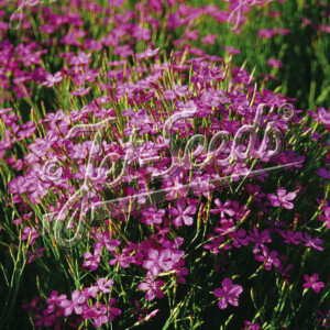 Dianthus deltoides Confetti Carmine Pink (Maiden Pink)