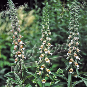 Digitalis trojana Helen of Troy