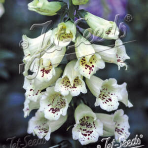 Digitalis purpurea Camelot Cream