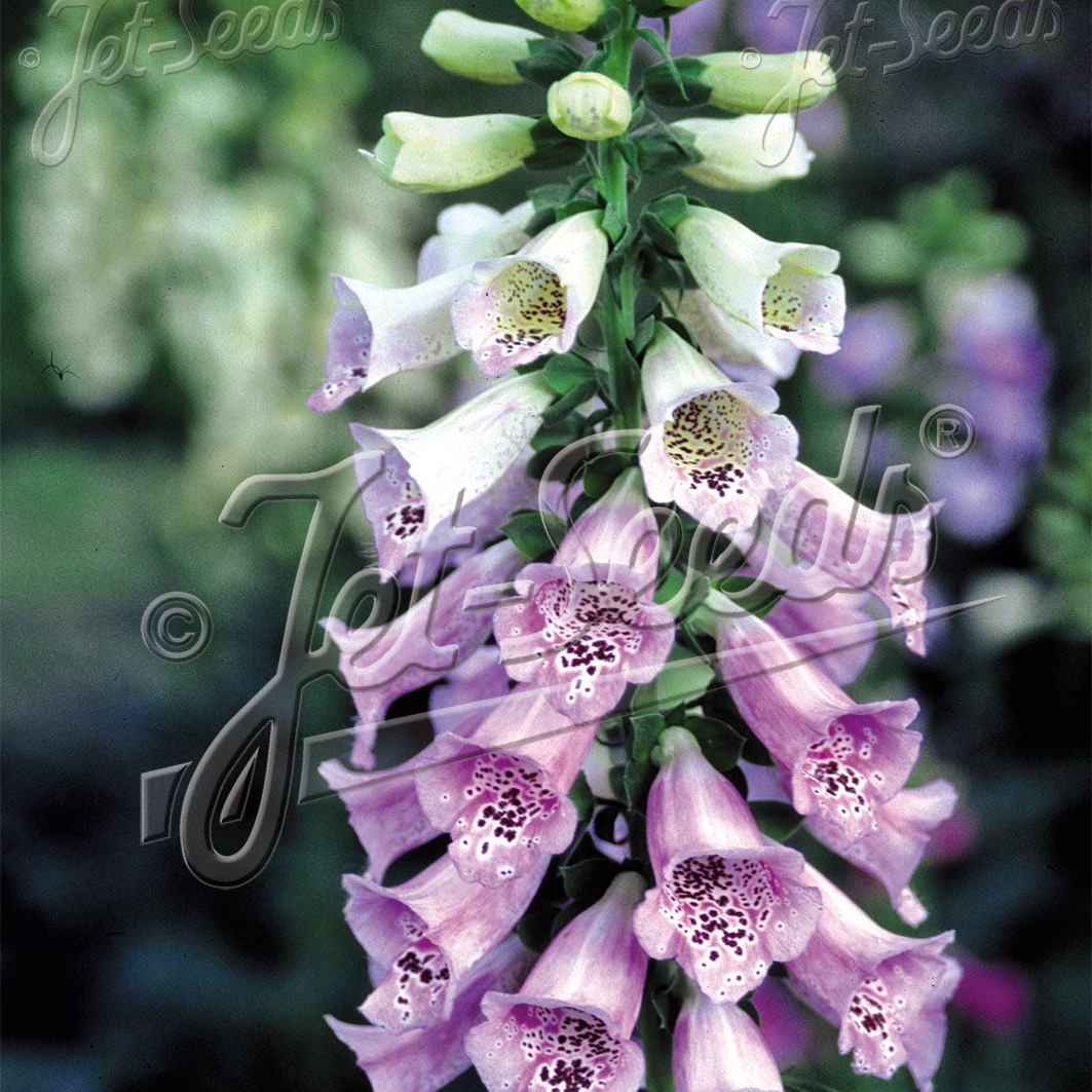 Digitalis purpurea Camelot Lavender (Foxglove) - Image 2