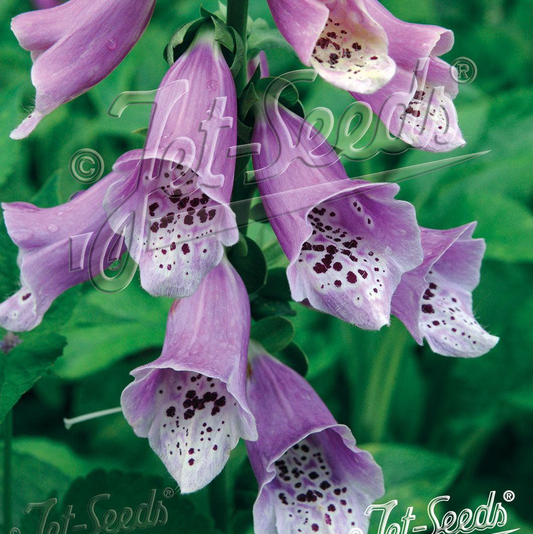 Digitalis purpurea Camelot Lavender (Foxglove)