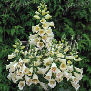 Digitalis purpurea Foxybee Cream