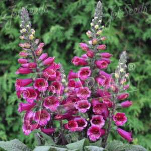 Digitalis purpurea Foxybee Dark Red