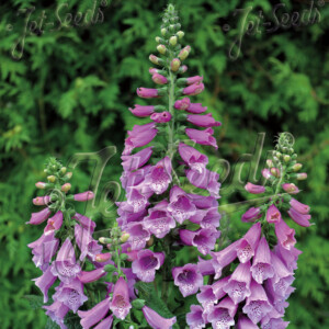 Digitalis purpurea Foxybee Pink