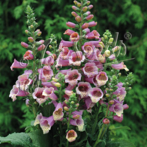 Digitalis purpurea Foxybee Dark Pink (Foxglove)