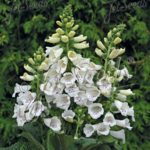 Digitalis purpurea Foxybee White (Foxglove)