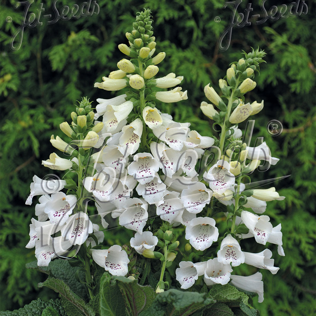 Digitalis purpurea Foxybee White (Foxglove)