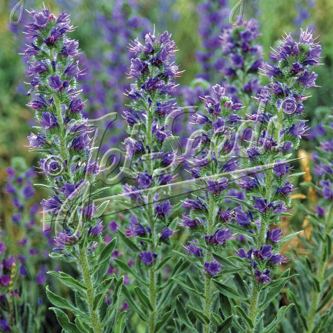Echium vulgare Blue Devil (Viper's Bugloss)