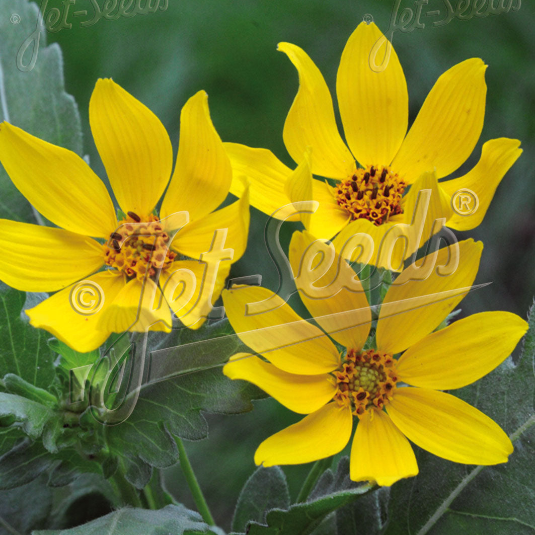 Engelmannia peristenia (Engelmann's Daisy)