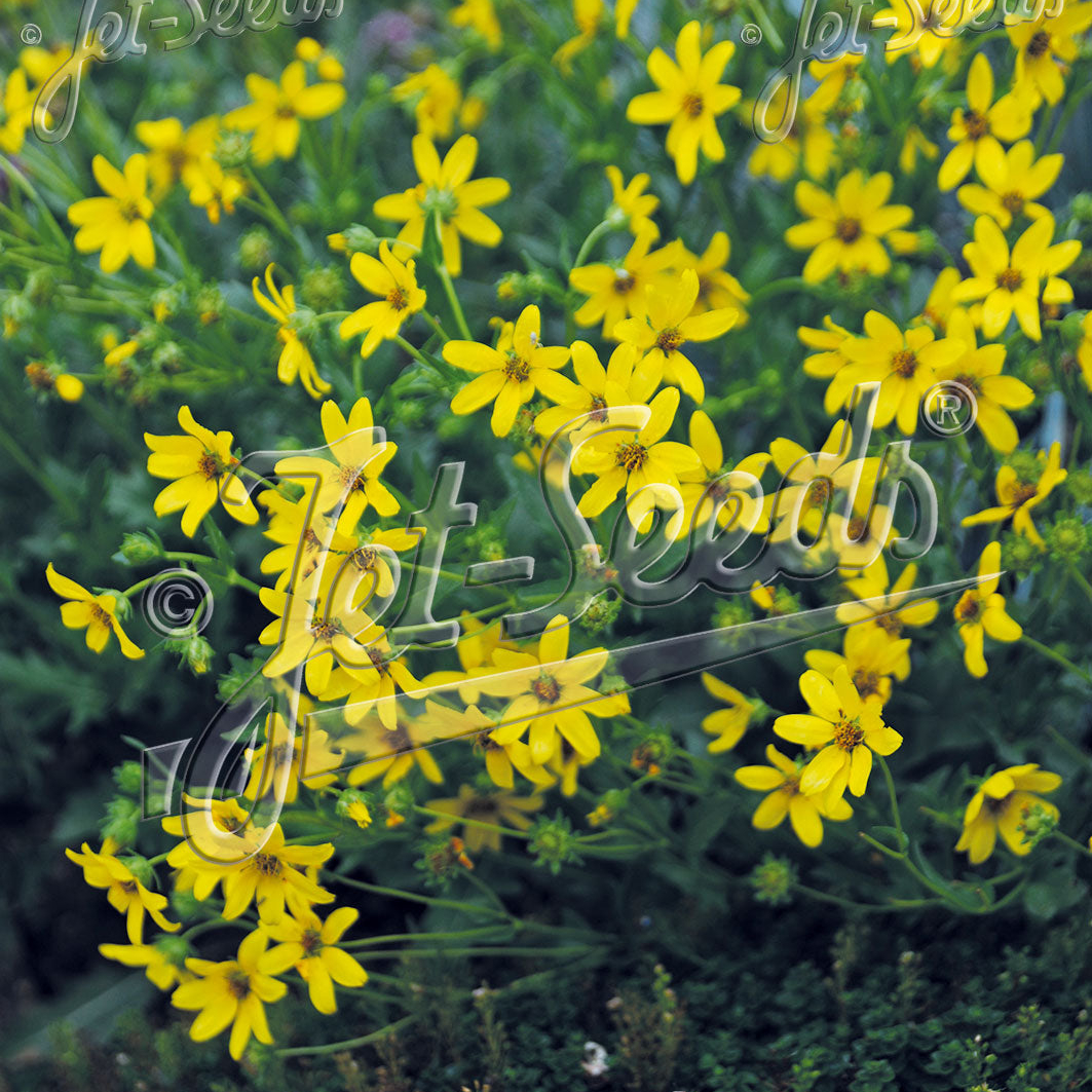 Engelmannia peristenia (Engelmann's Daisy) - Image 2