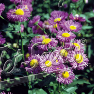 Erigeron speciosus Azure Fairy