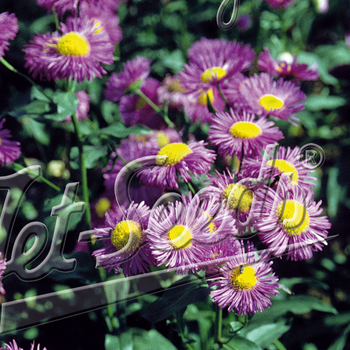 Erigeron speciosus Azure Fairy