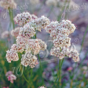 Eriogonum fasciculatum (California Buckwheat)