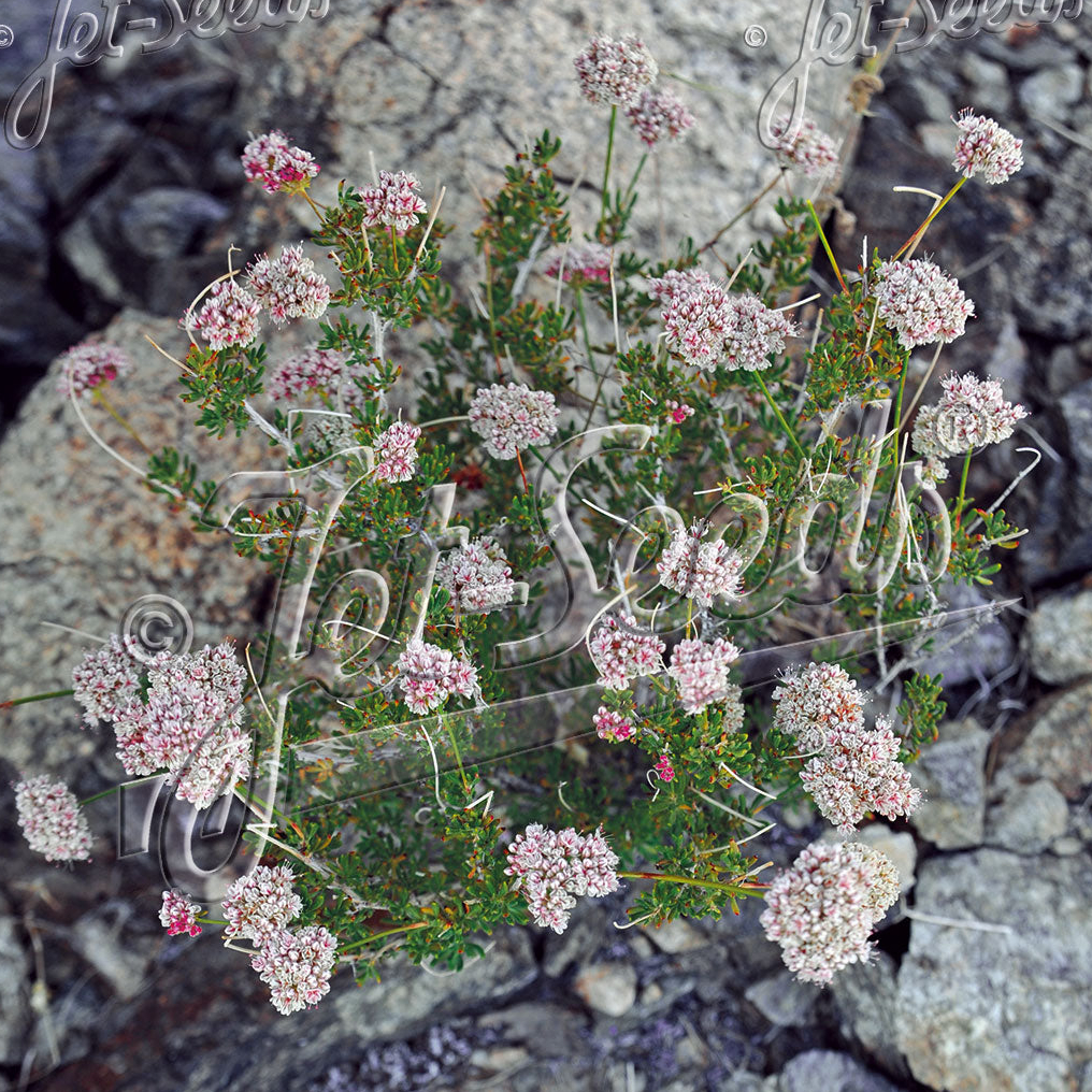 Eriogonum fasciculatum (California Buckwheat) - Image 2
