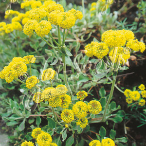 Eriogonum umbellatum Kannah Creek (Sulphur Flower)