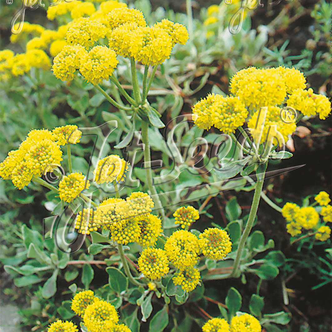 Eriogonum umbellatum Kannah Creek (Sulphur Flower)
