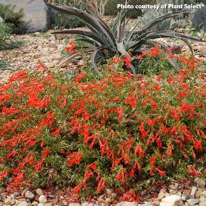 Epilobium Orange Carpet