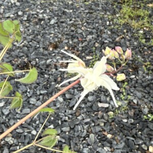 Epimedium grandiflorum var. higoense Bandit