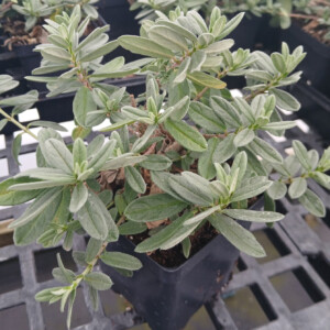 Helianthemum nummularium Fire Dragon (Rock Rose)