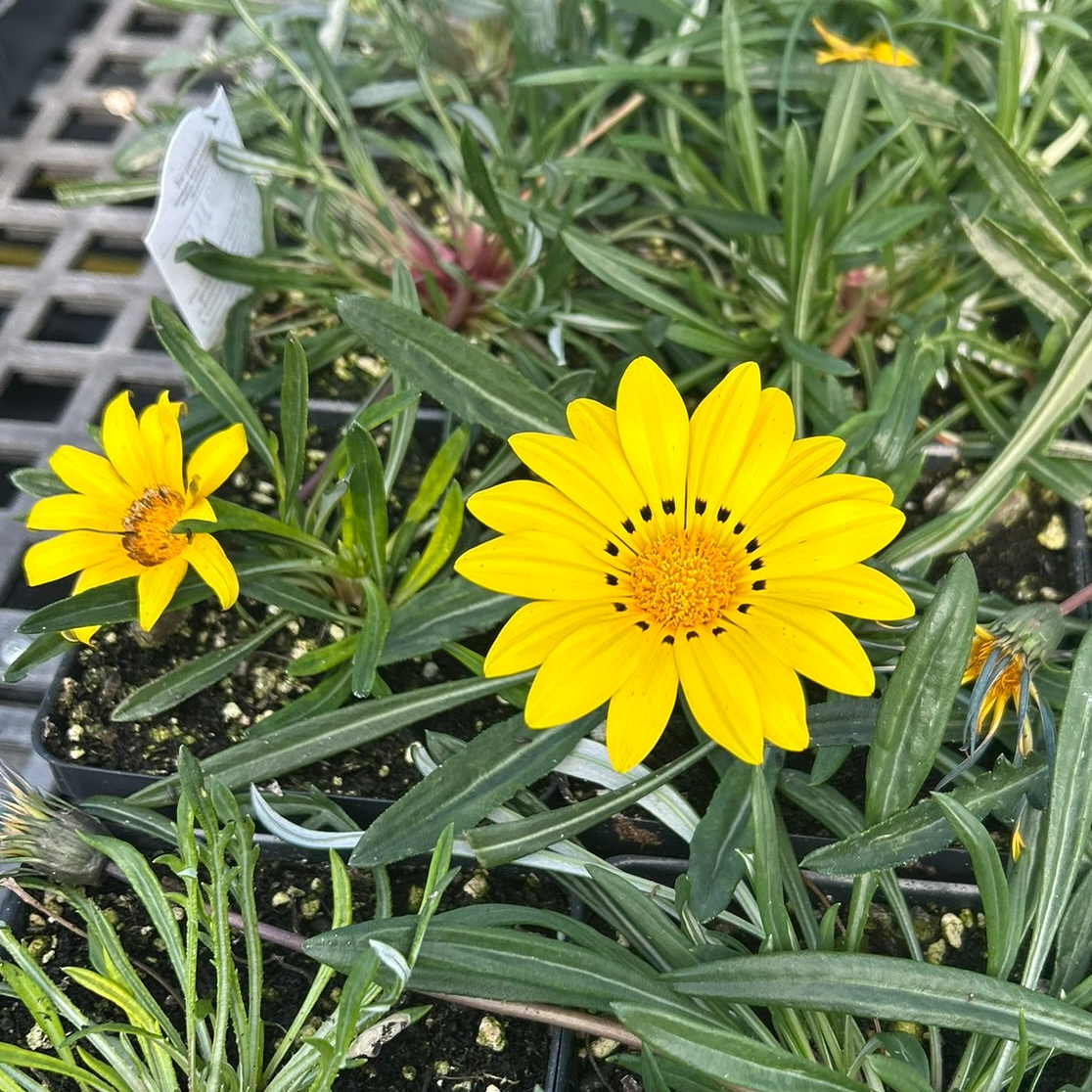 Gazania linearis Colorado Gold - Image 2