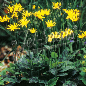 Hieracium maculatum Chocolate Dip (Spotted Hawkweed)
