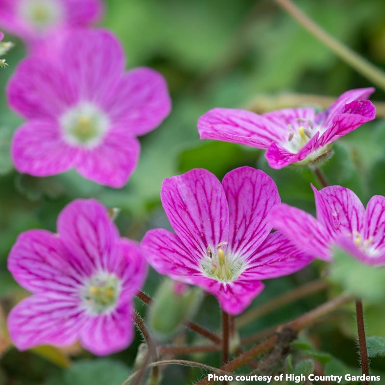 Erodium x variable William Bishop