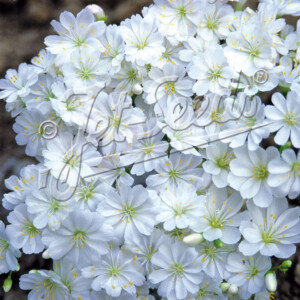 Lewisia Cotyledon x Sunset White