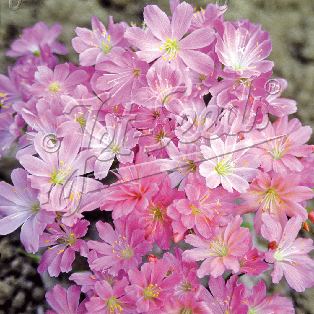 Lewisia Cotyledon x Sunset Pink
