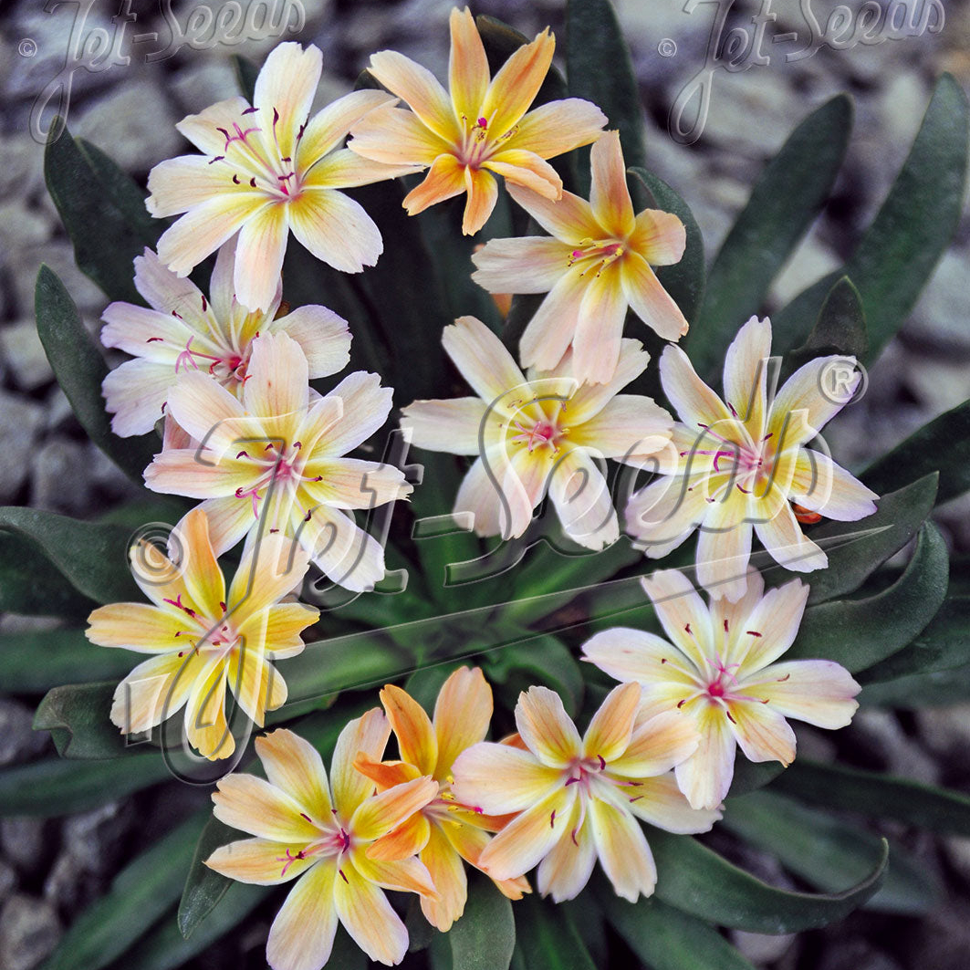 Lewisia Longipetala x Little Peach - Image 2