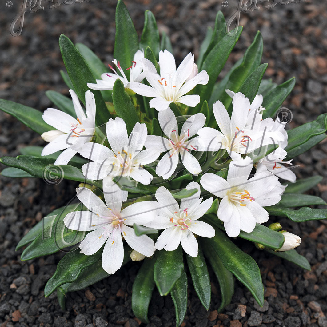 Lewisia Longipetala x Little Snowberry