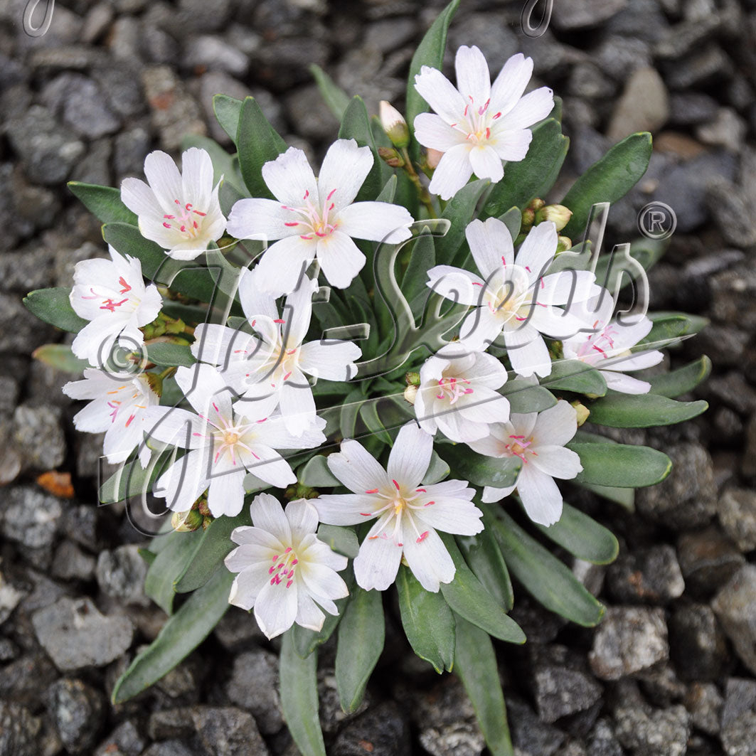 Lewisia Longipetala x Little Snowberry - Image 2