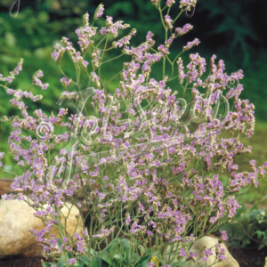 Limonium Blue Diamond (Sea Lavender)