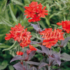 Lychnis x arkwrightii Vesuvius (Arkwright's Catchfly)