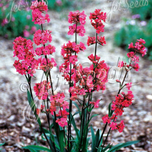 Lychnis viscaria Firebird (Sticky Catchfly)