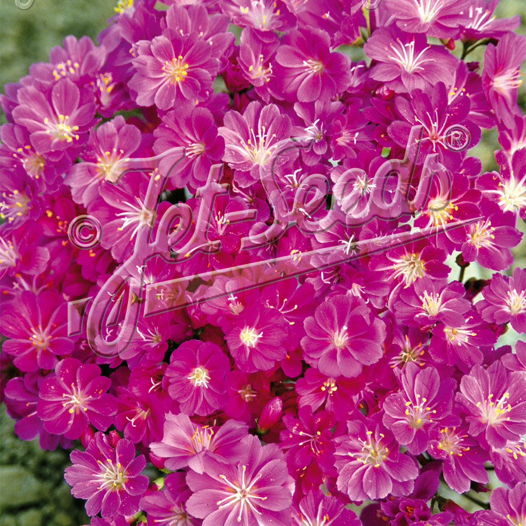 Lewisia Cotyledon x Sunset Ruby