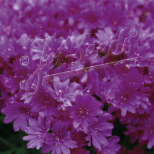 Lewisia Cotyledon x Sunset Violet