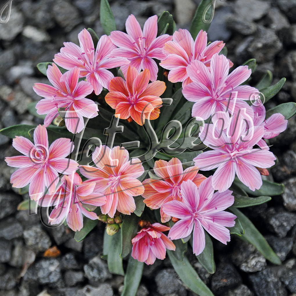 Lewisia Longipetala x Little Plum