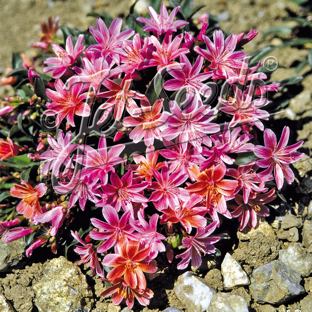 Lewisia Longipetala x Little Plum - Image 2