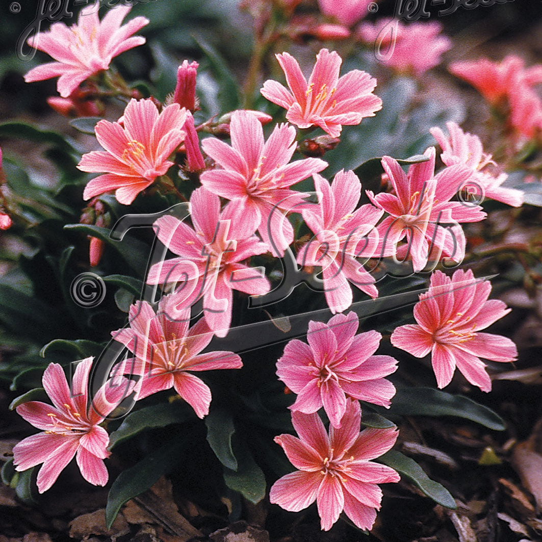 Lewisia Longipetala x Little Plum - Image 3