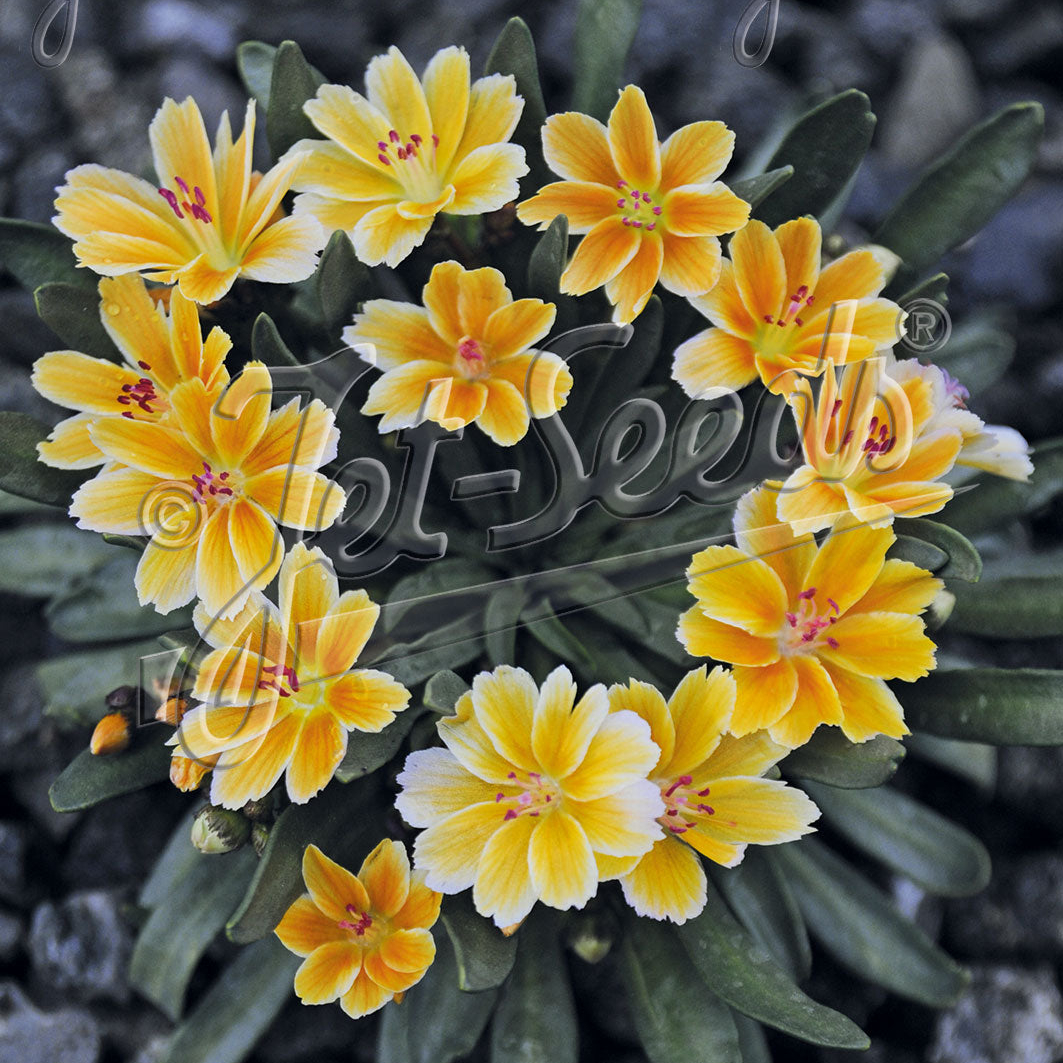 Lewisia Longipetala x Little Mango