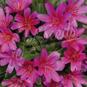 Lewisia Longipetala x Little Raspberry